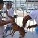 Prefeitura de João Pessoa promove Dia D de vacinação antirrábica neste sábado