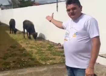 Bois invadem prefeitura paraibana e prefeito dispara: “virou curral”