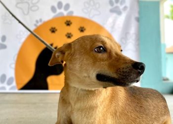 Em Patos: Dia Mundial dos Animais terá cães e gatos para adoção na Praça Getúlio Vargas