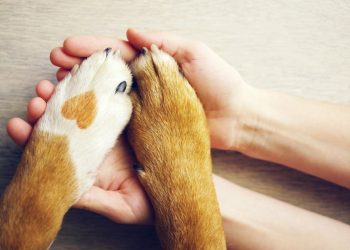 Saúde cadastra ONGs e protetores independentes de animais para avaliar causa animal na Paraíba