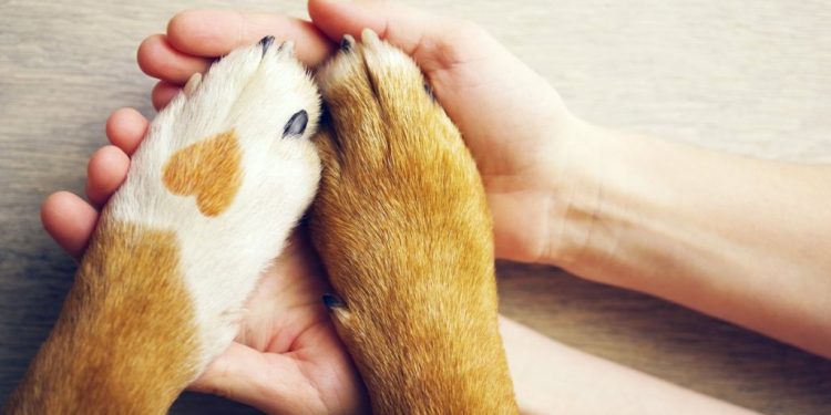 Saúde cadastra ONGs e protetores independentes de animais para avaliar causa animal na Paraíba