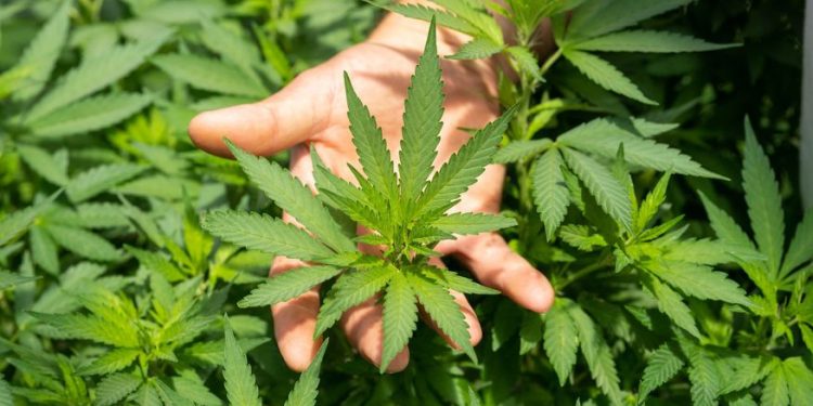 STJ autoriza que pacientes cultivem cannabis em casa