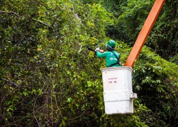 Prefeitura de Cabedelo disponibiliza serviço online para solicitar poda e supressão de árvores