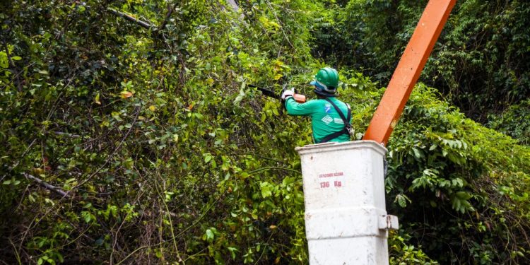Prefeitura de Cabedelo disponibiliza serviço online para solicitar poda e supressão de árvores