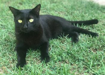 CRMV-PB alerta que desinformação sobre esporotricose pode gerar violência e abandono de animais