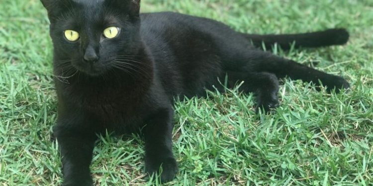 CRMV-PB alerta que desinformação sobre esporotricose pode gerar violência e abandono de animais