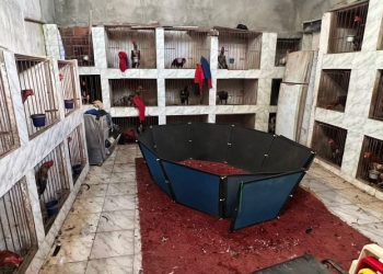 Polícia Militar desarticula rinha de galos em João Pessoa e aplica mais de R$ 20 mil em multa