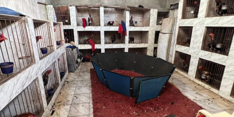 Polícia Militar desarticula rinha de galos em João Pessoa e aplica mais de R$ 20 mil em multa