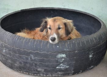 Campina Grande realiza censo para iniciar castração de animais de rua