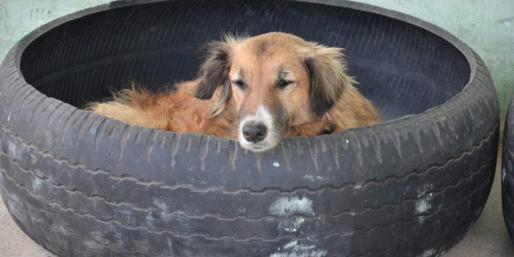 Campina Grande realiza censo para iniciar castração de animais de rua