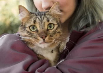 Esporotricose: gatos e humanos são vítimas da doença que é causada por fungos