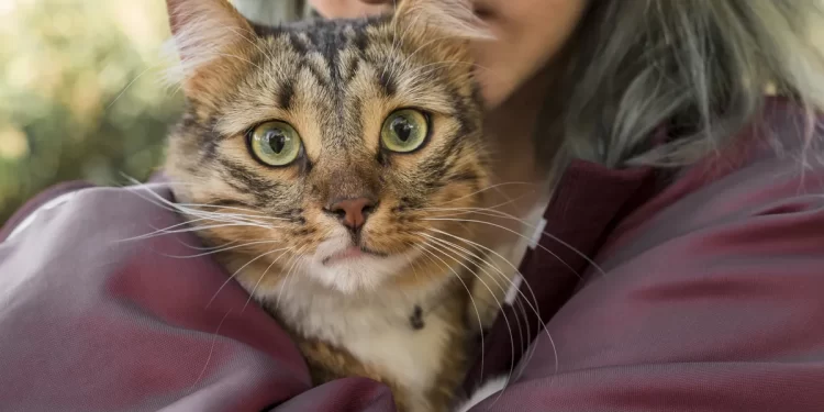 Esporotricose: gatos e humanos são vítimas da doença que é causada por fungos