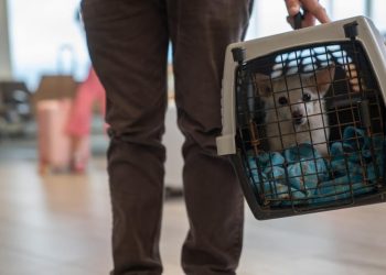 Ministério da Agricultura anuncia medidas para facilitar entrada de cães e gatos de repatriados