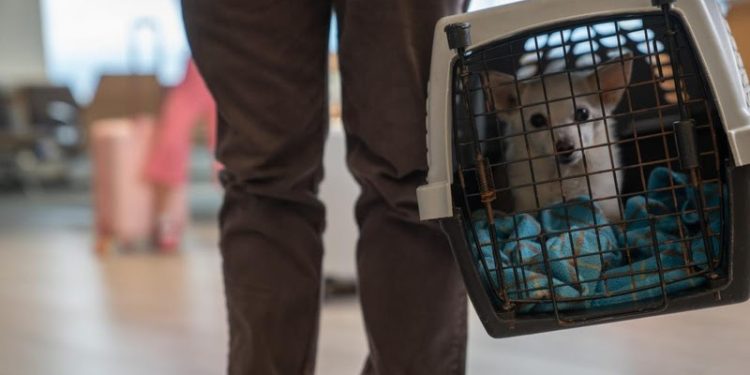 Ministério da Agricultura anuncia medidas para facilitar entrada de cães e gatos de repatriados