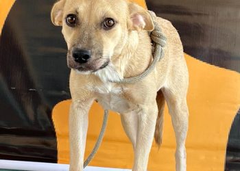 Programa Adota Pet muda a vida de cães e gatos, em Patos