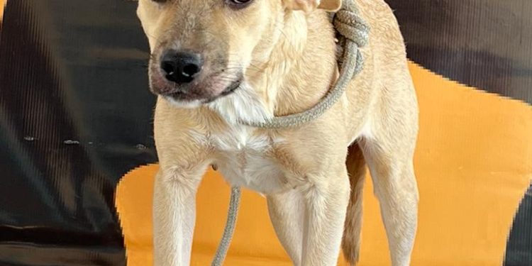 Programa Adota Pet muda a vida de cães e gatos, em Patos