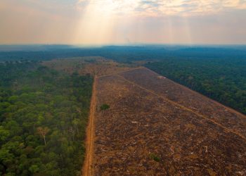 Desmatamento na Amazônia cai 22,3% entre agosto de 2022 e julho de 2023