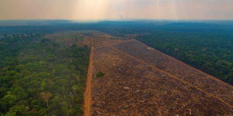 Desmatamento na Amazônia cai 22,3% entre agosto de 2022 e julho de 2023