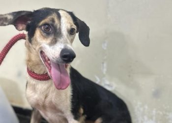 Centro de Zoonoses promove Natal dos Animais para estimular adoção
