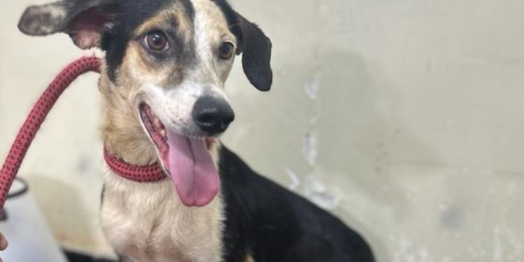 Centro de Zoonoses promove Natal dos Animais para estimular adoção