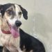 Centro de Zoonoses promove Natal dos Animais para estimular adoção