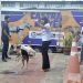 Natal dos Animais promove adoção responsável de animais abandonados