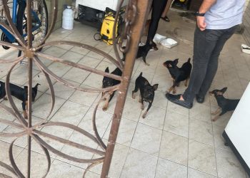 Prefeitura da Capital resgata animais em situação de maus-tratos em canil clandestino