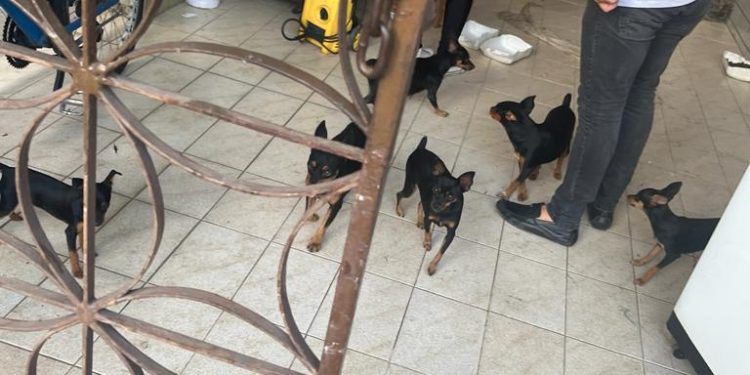 Prefeitura da Capital resgata animais em situação de maus-tratos em canil clandestino