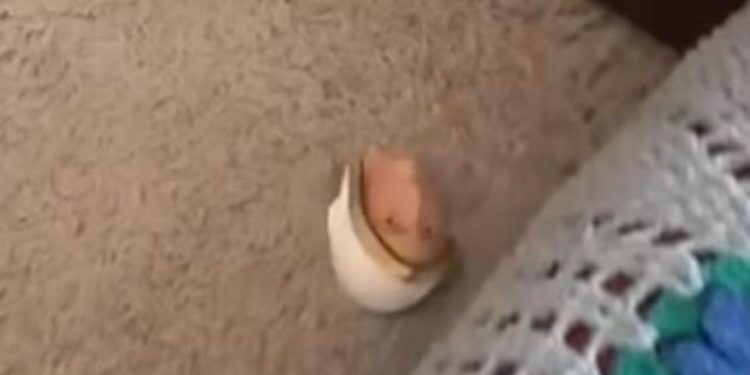 Vândalos invadem capela da Prefeitura de João Pessoa e destroem estátuas de Santas e Jesus