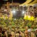 Prefeitura de João Pessoa paga mais de R$ 970 mil a agremiações do Carnaval Tradição