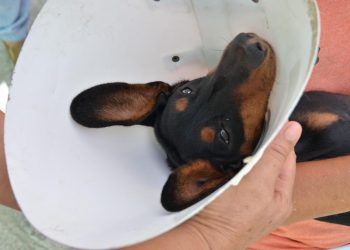Centro de Zoonoses de Campina Grande abre agendamento para castração social nesta sexta-feira