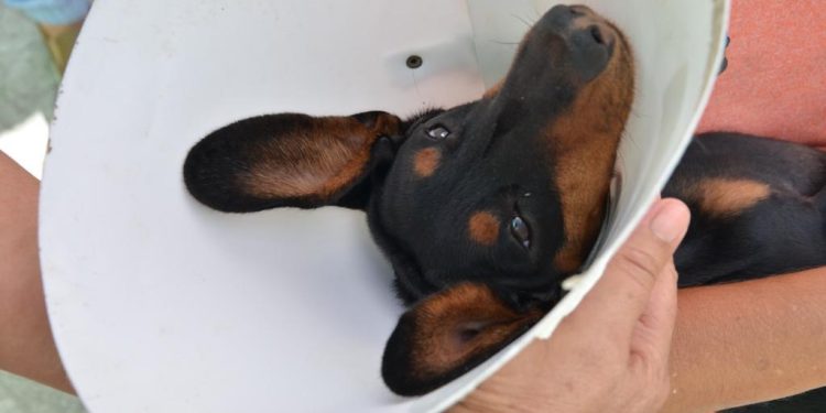 Centro de Zoonoses de Campina Grande abre agendamento para castração social nesta sexta-feira