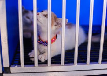 Prefeitura de Cabedelo vai realizar feira de adoção de cães e gatos