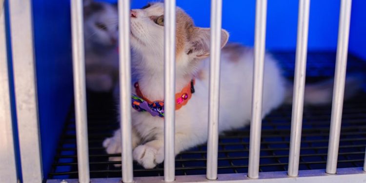 Prefeitura de Cabedelo vai realizar feira de adoção de cães e gatos