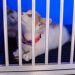 Prefeitura de Cabedelo vai realizar feira de adoção de cães e gatos