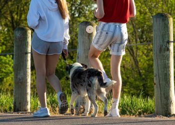 João Pessoa é reconhecida como cidade turística “pet friendly”