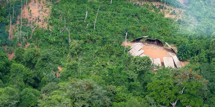 Desmatamento em áreas protegidas da Amazônia cai 73% em 2023