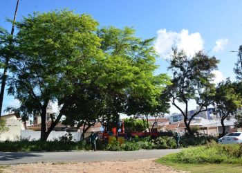 Prefeitura da Capital oferece atendimento para poda e corte de árvores em espaços públicos