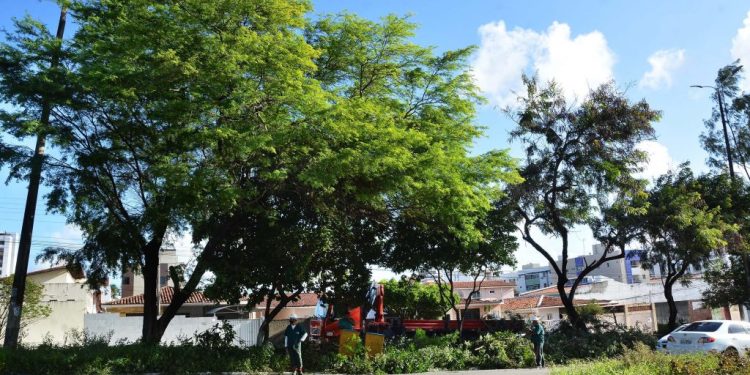 Prefeitura da Capital oferece atendimento para poda e corte de árvores em espaços públicos