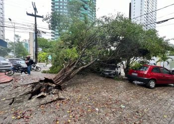 Ventania provoca queda de dezenas de árvores em João Pessoa