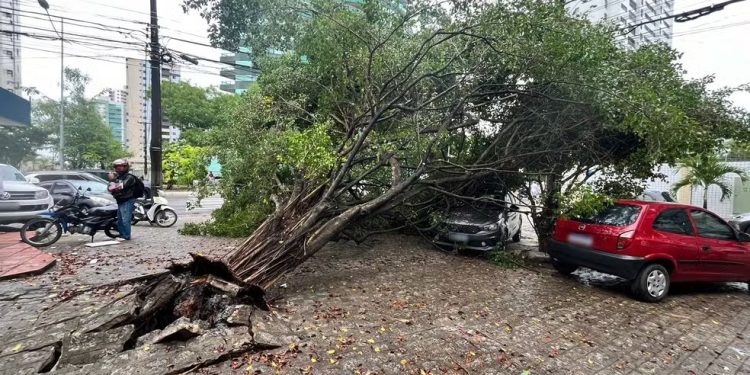 Ventania provoca queda de dezenas de árvores em João Pessoa