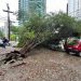Ventania provoca queda de dezenas de árvores em João Pessoa