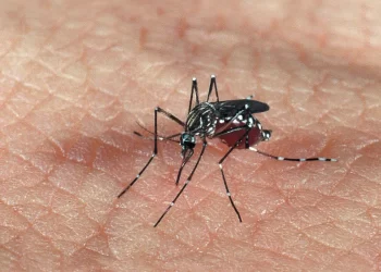 Paraíba confirma segunda morte por dengue em 2024