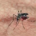 Paraíba confirma segunda morte por dengue em 2024
