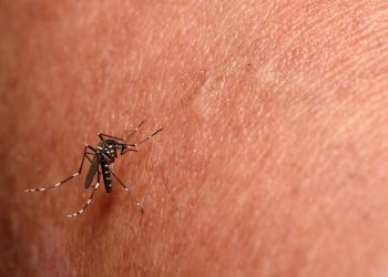 Paraíba confirma primeira morte por chikungunya em 2024