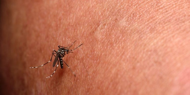 Paraíba confirma primeira morte por chikungunya em 2024