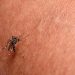 Paraíba confirma primeira morte por chikungunya em 2024