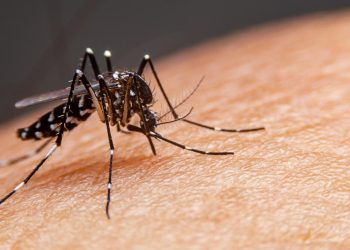 Brasil alcança meio milhão de casos de dengue; número quadruplicou em relação ao início de 2023