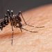 Brasil alcança meio milhão de casos de dengue; número quadruplicou em relação ao início de 2023