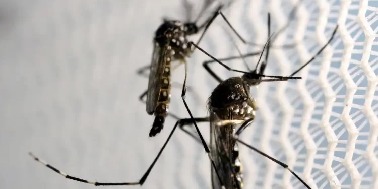Distribuição da vacina contra a dengue começa na próxima semana